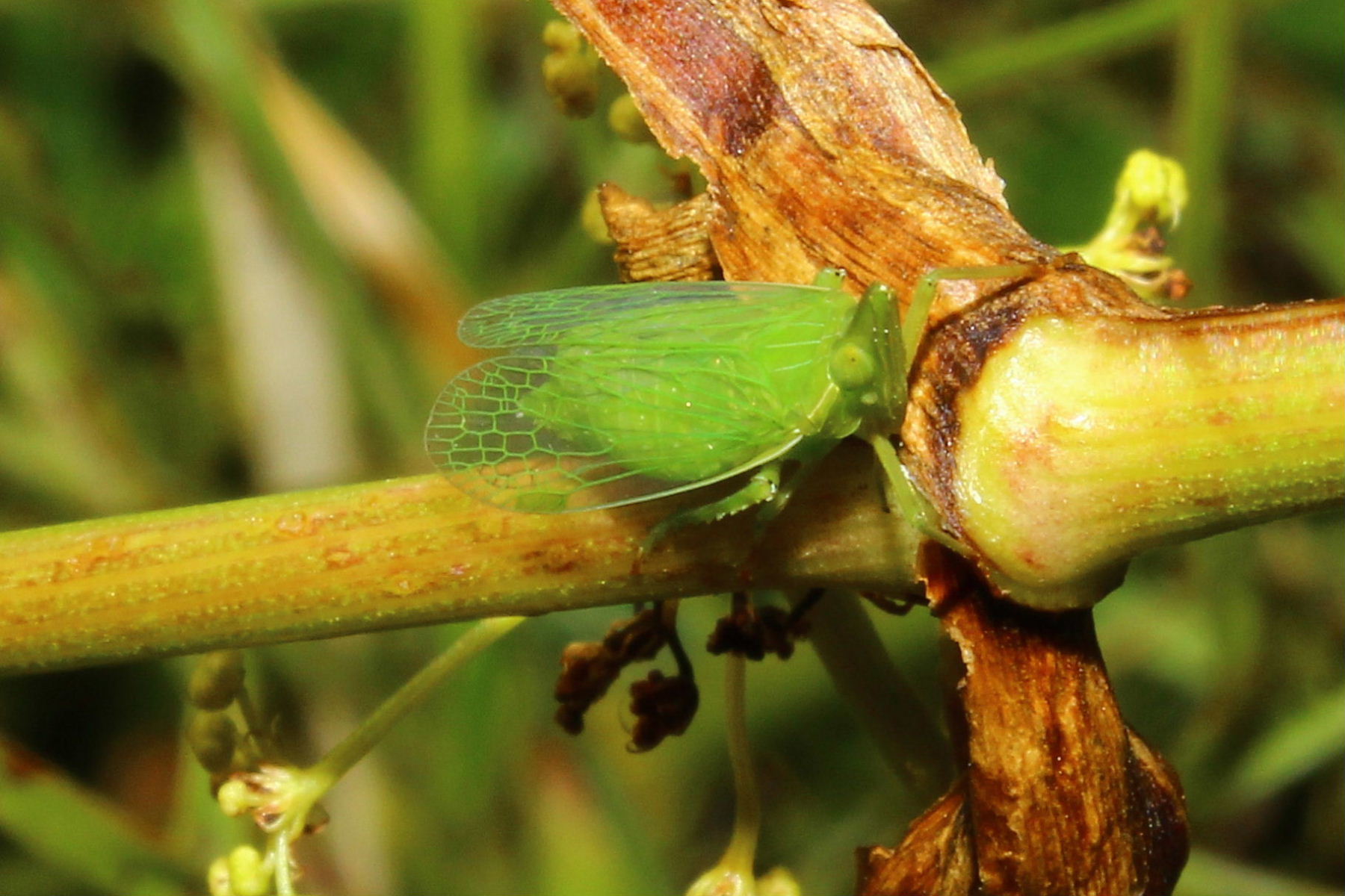 Dictyopharidae: Dictyophara europaea della Liguria (GE)